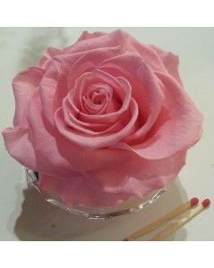 Rose rose préservée