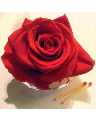 Rose rouge préservée