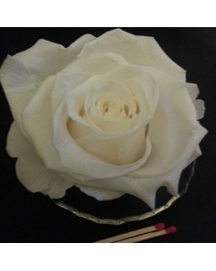 Rose blanche préservée