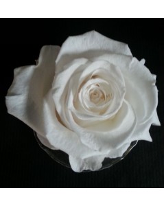Rose blanche préservée