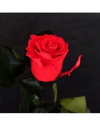 belle rose rouge préservée