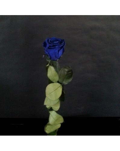 rose bleue préservée