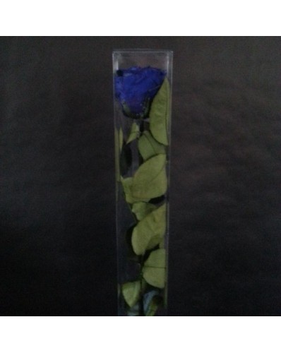 Rose bleue éternelle