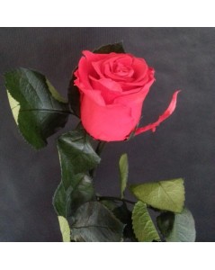 rose fuchsia préservée