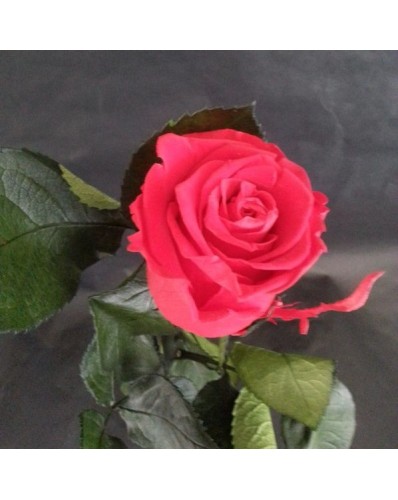 Rose éternelle rose  foncée