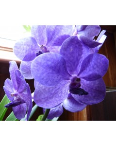 Orchidée bleue vanda en vase
