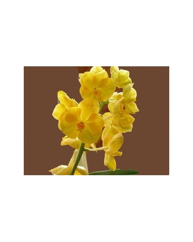Orchidée jaune vanda en vase 70cm