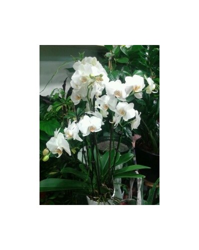Orchidée phalaénopsis blanc