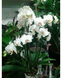 Orchidée phalaénopsis blanc