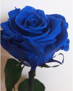 Rose bleue éternelle