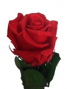 belle rose rouge préservée