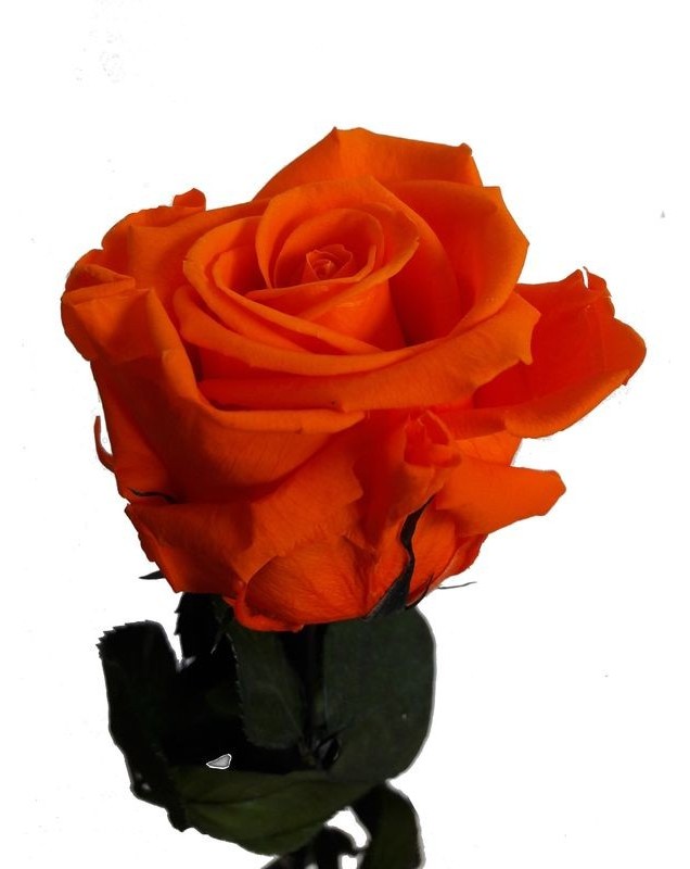 Rose orange éternelle