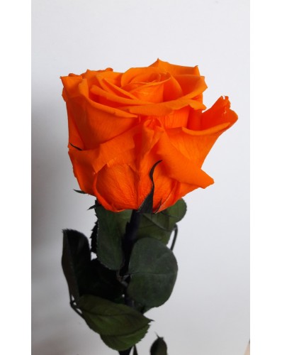 Rose  éternelle orange