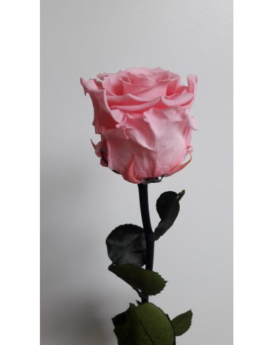 Rose  éternelle couleur rose