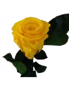 Rose éternelle couleur jaune