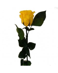 Rose éternelle couleur jaune