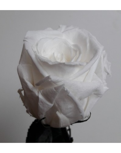 Rose blanche éternelle