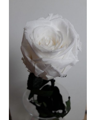 Rose blanche longue durée