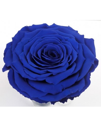 Rose éternelle bleue XXL